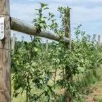 Young apple trees are growing along wooden posts in a neatly organized orchard under a clear blue sky on a sunny day.