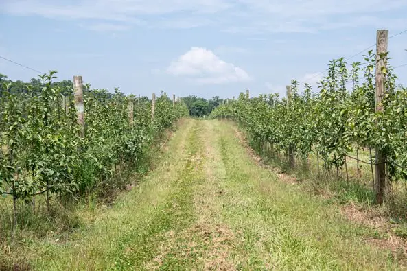 A grassy path leads through a lush vineyard on a clear day, surrounded by rows of green plants and wooden posts.