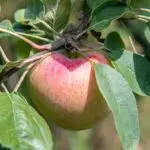 A ripe apple hangs from a tree branch, surrounded by lush green leaves, basking in sunlight. The setting suggests a peaceful orchard.
