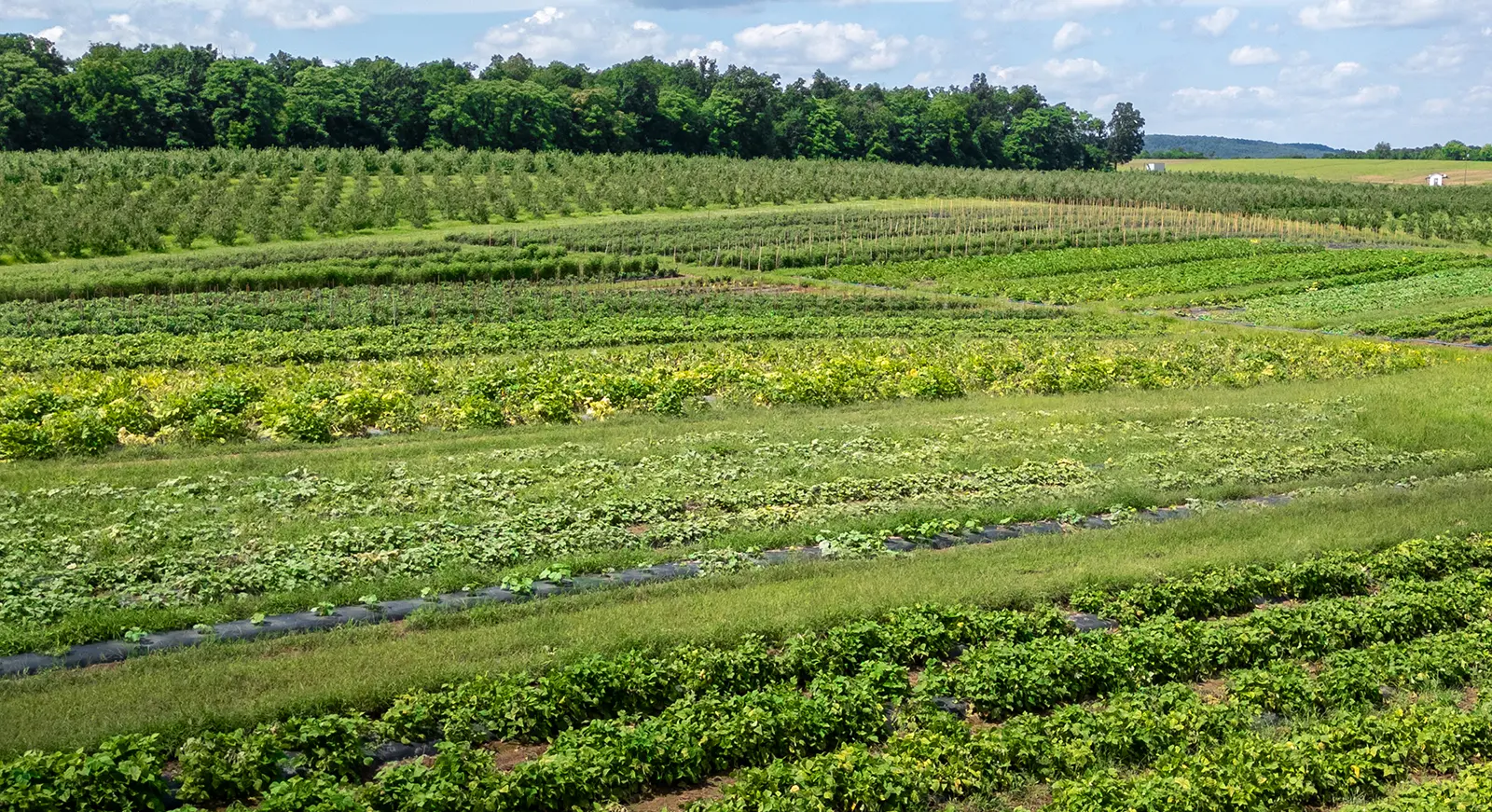 A vibrant, lush farm landscape with various green crops in rows, bordered by a dense forest under a partly cloudy blue sky.