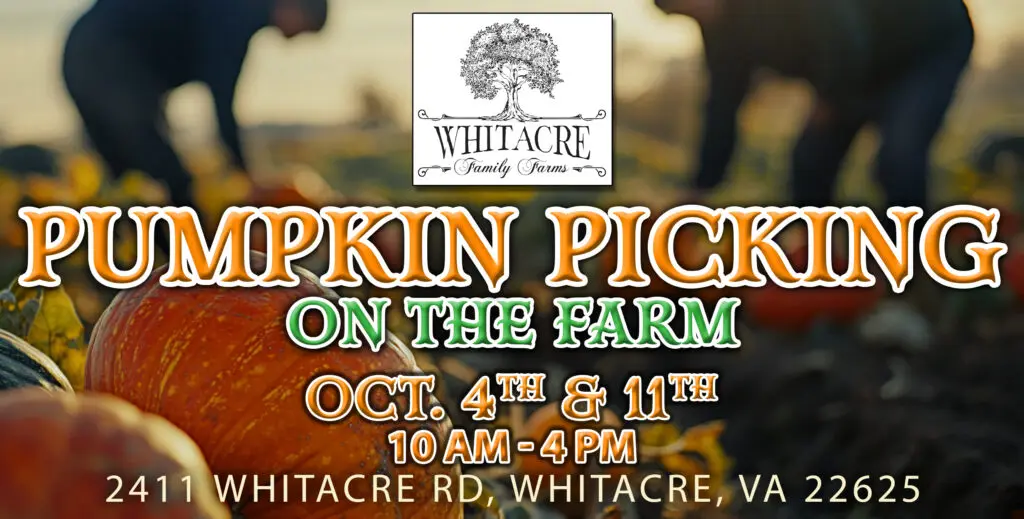 Two people are picking pumpkins at Whitacre Family Farm. Event is on Oct. 4th and 11th, 10 AM-4 PM, Whitacre, VA.