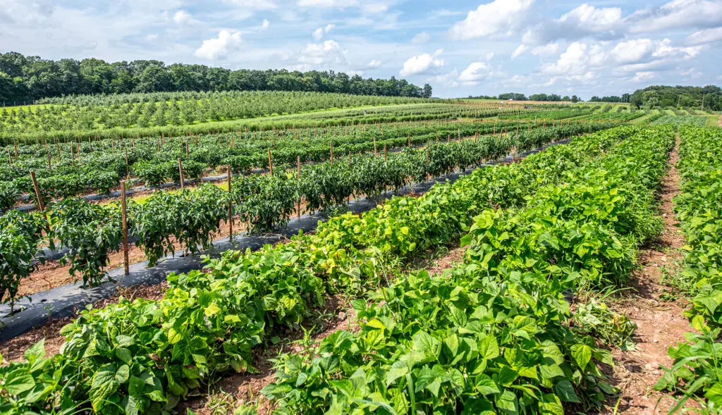 Lush, green farmland stretches across the landscape with rows of various crops under a bright, partially cloudy sky. Trees border the distant horizon.